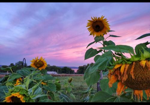 Bantry Bay Farm Sunset