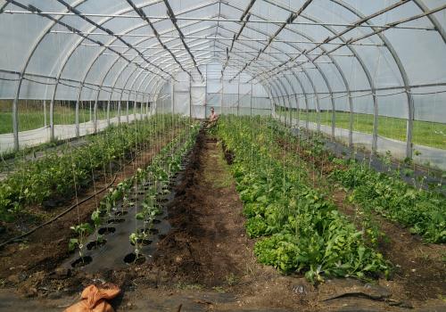 Planting Peppers in the Greenhouse