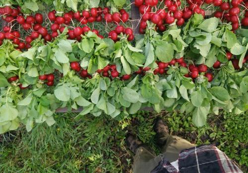 Radish on the wash table