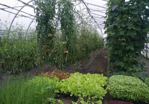 Inside the Greenhouse in August